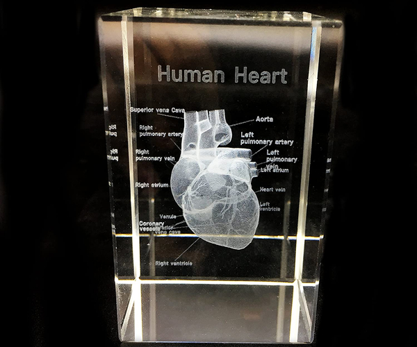 3D Human Heart Anatomical Model Paperweight