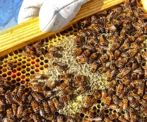 37 Buzz-Worthy Gifts For Beekeepers Guaranteed To Help Their Hives Thrive