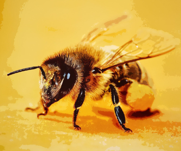 29 Buzzworthy Bee Gifts For Anyone Who Just Loves Bees