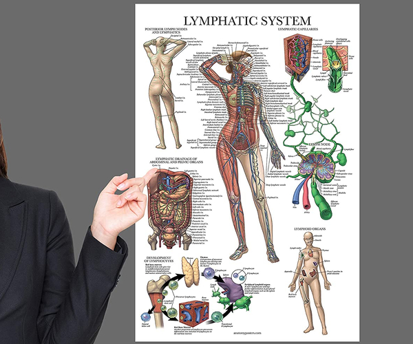 Anatomical Poster Print