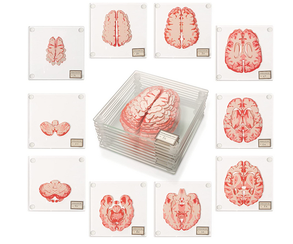 Brain Specimen Coasters