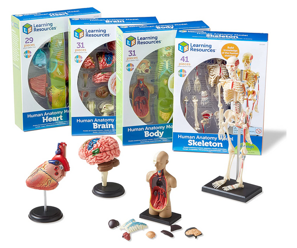 Mini Anatomical Learning Set