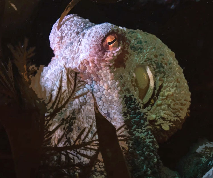 21 Oceanically-Awesome Octopus Gifts For People Obsessed With The Intelligent Sea Creature