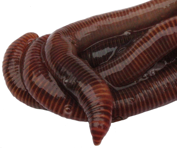 100 Live Worms