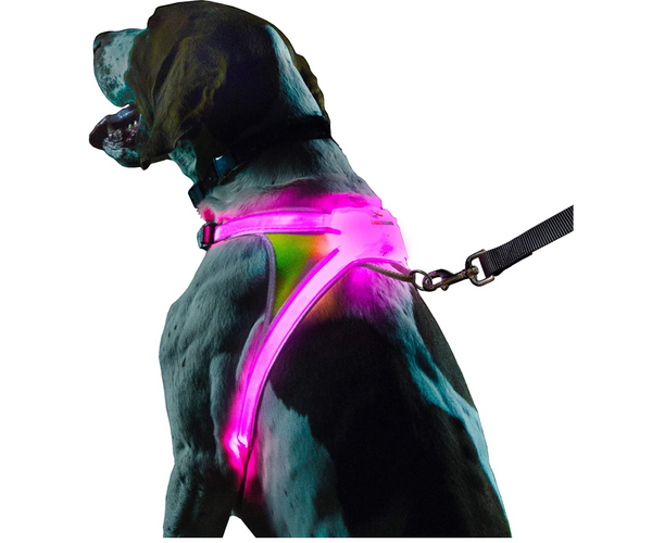 Light Up Safety Harness
