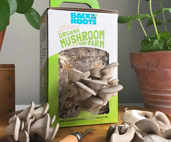 Mushroom Growing Kit