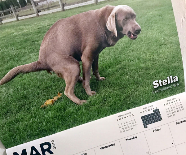 Pooping Pooches Calendar