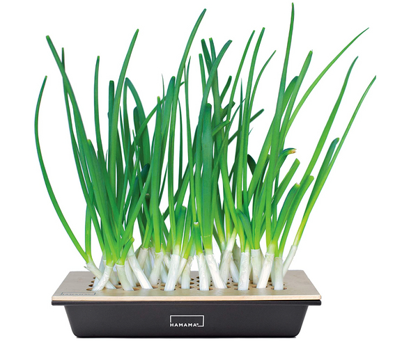 Green Onion Growing Kit