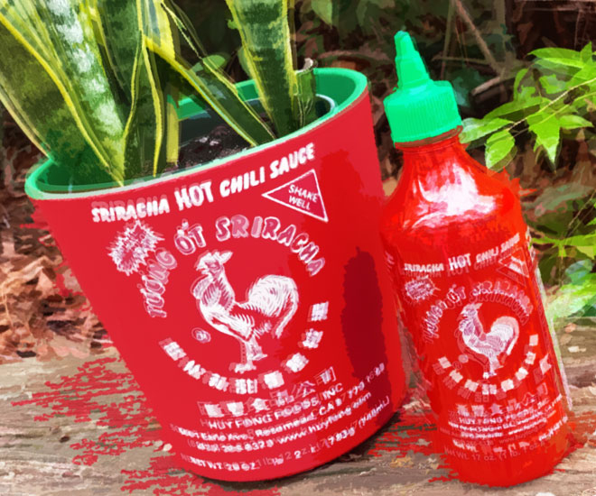 25 Hotter-than-Hot Sriracha Gifts For Anyone Obsessed With Red Rooster Hot Sauce