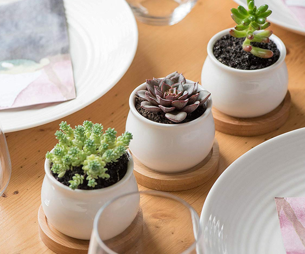 Plants That Are Hard To Kill