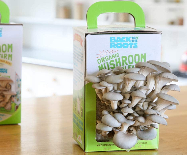 Grow Your Own Mushrooms Kit