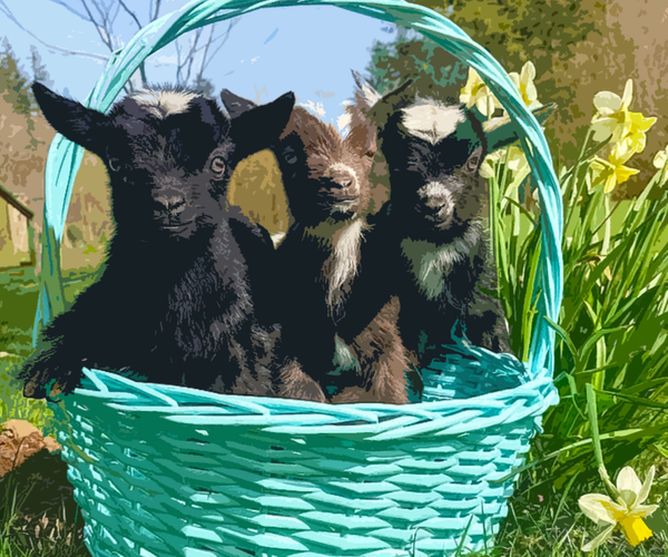 33 TEAT-ally Awesome Goat Gifts For Farmers And People Who Really Love Goats