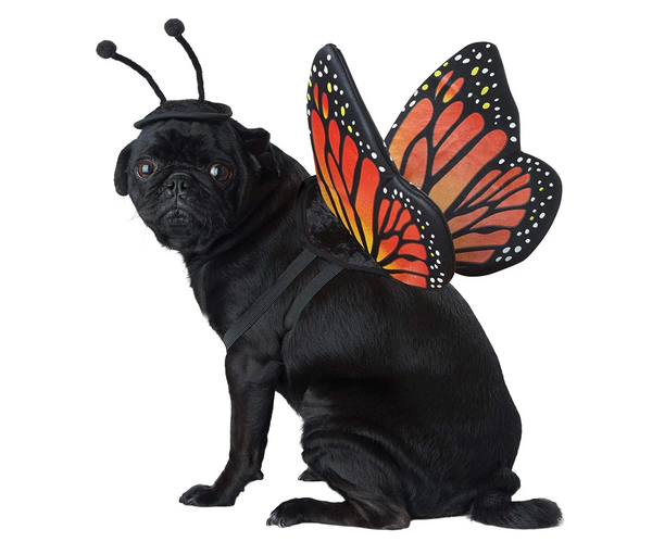 Butterfly Pet Costume