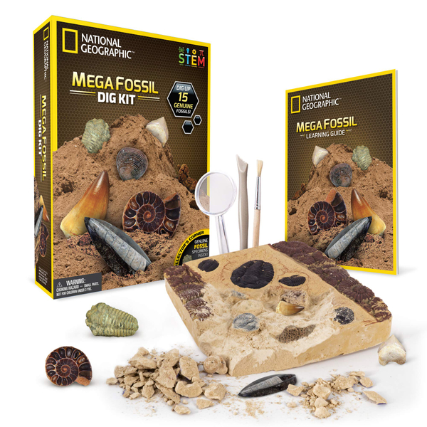 Excavate Real Fossils & Dinosaur Bones