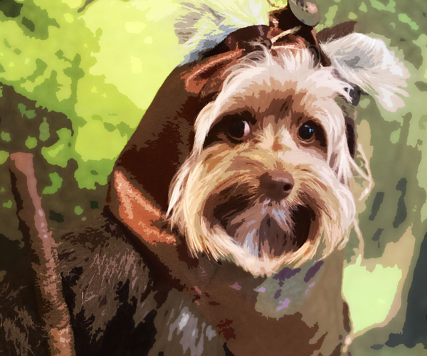 35 Pup-tacular Dog Costumes That'll Make Everyone Howl with Laughter
