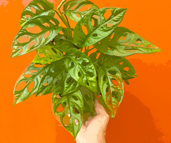 47 Wonderfully Unique Houseplants For People Who Just Really Love Weird Plants