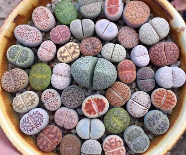 Rare Lithop Succulent Stone Plants