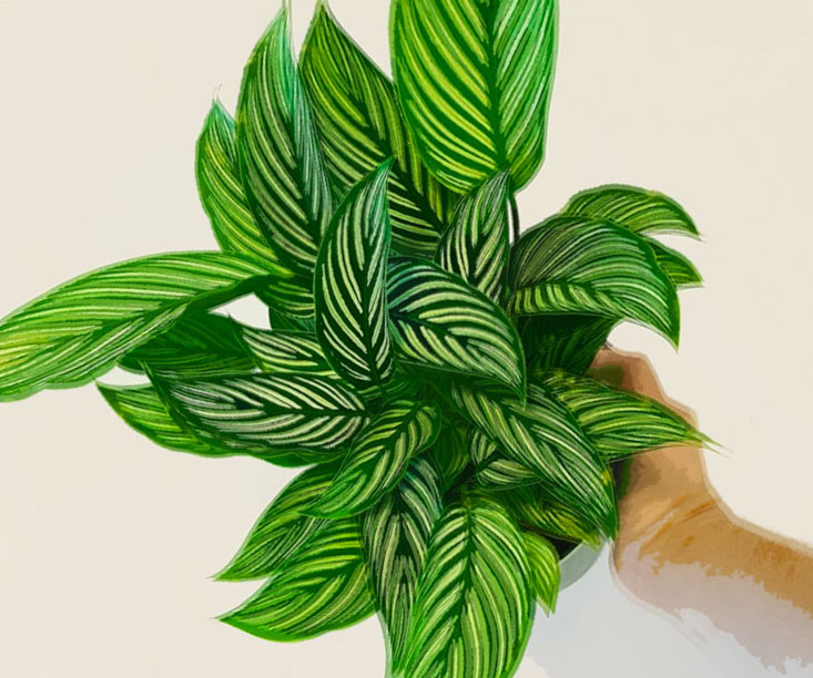 25 Wonderfully Low Maintenance Houseplants That Are Nearly Impossible To Kill