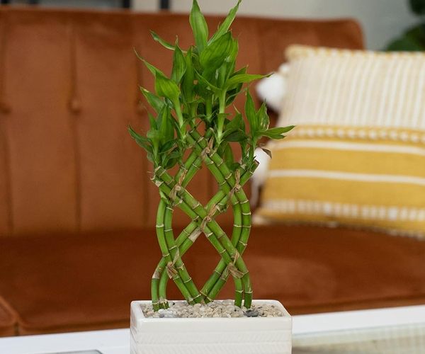 Lucky Bamboo Plant