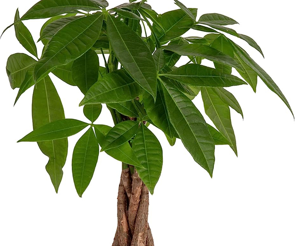 Money Tree