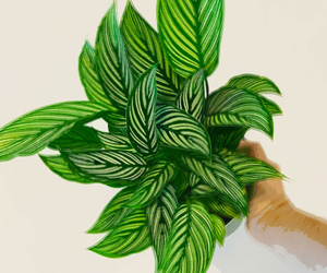 25 Wonderfully Low Maintenance Houseplants That Are Nearly Impossible To Kill
