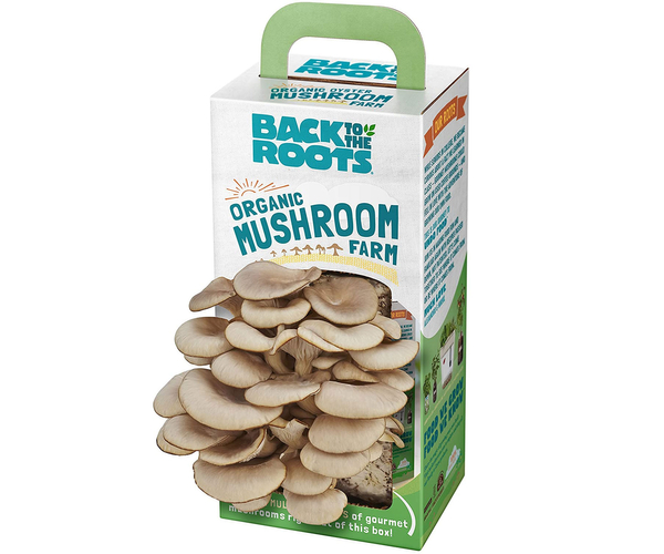Grow Your Own Mushroom Kit