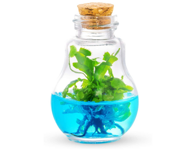 Venus Fly Trap Terrarium