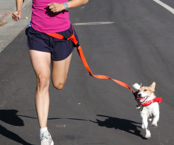 Hands-Free Dog Leash