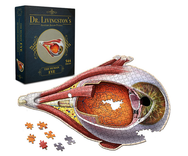 Human Eye Ball Puzzle