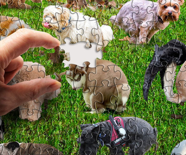 101 Pooping Puppies Puzzle