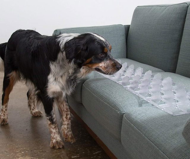 Pet Couch Guard