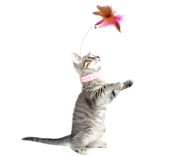 Teasing Feather Collar Toy
