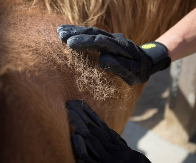 Pet Grooming Gloves