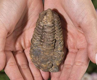 Authentic Large Arthropod Trilobite Fossil
