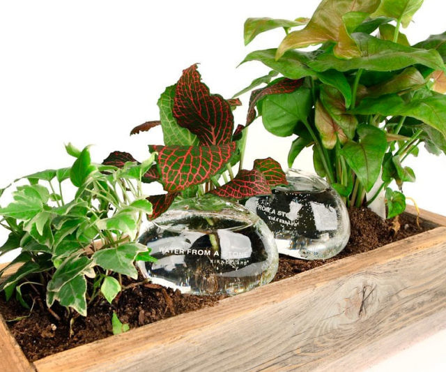 Automatic Self-Watering Plant Globes