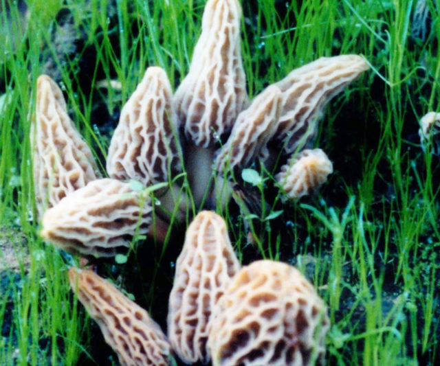 Backyard Morel Mushroom Growing Kit