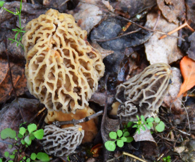 Backyard Morel Mushroom Growing Kit