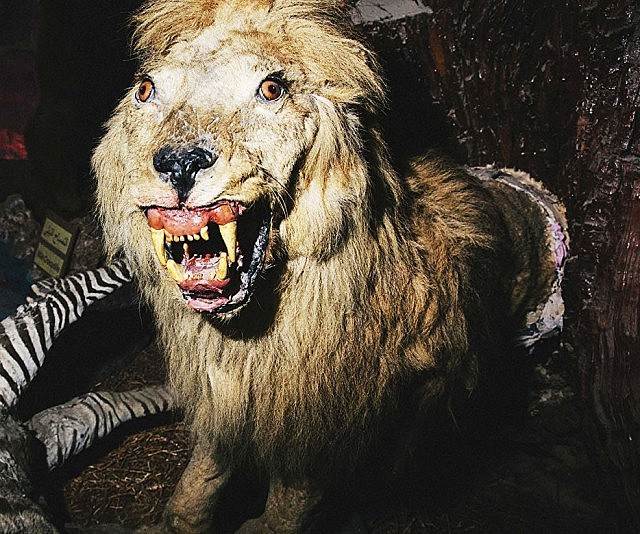 Crap Taxidermy Book