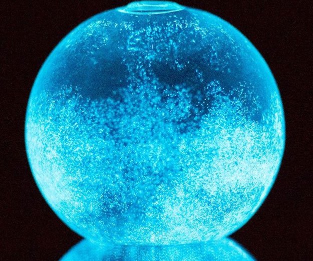 Bioluminescent Plankton Mini Aquarium