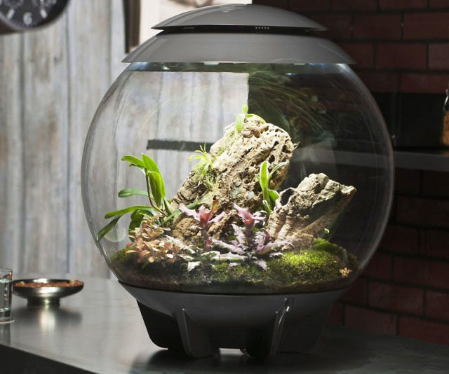 Air Terrarium