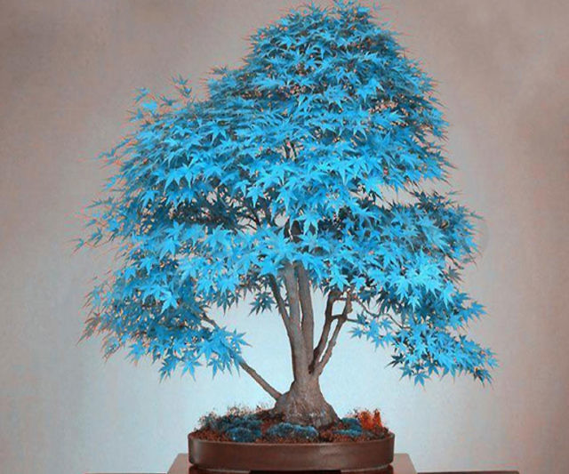 Blue Maple Bonsai Tree Seeds