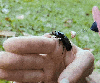Bugkiss Little Lips For Kissing Bugs