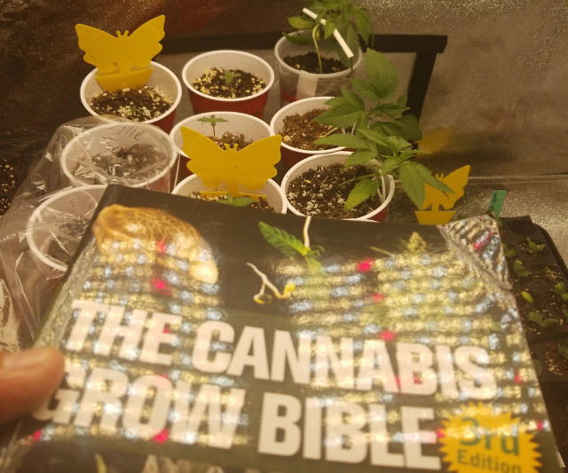The Cannabis Grow Bible