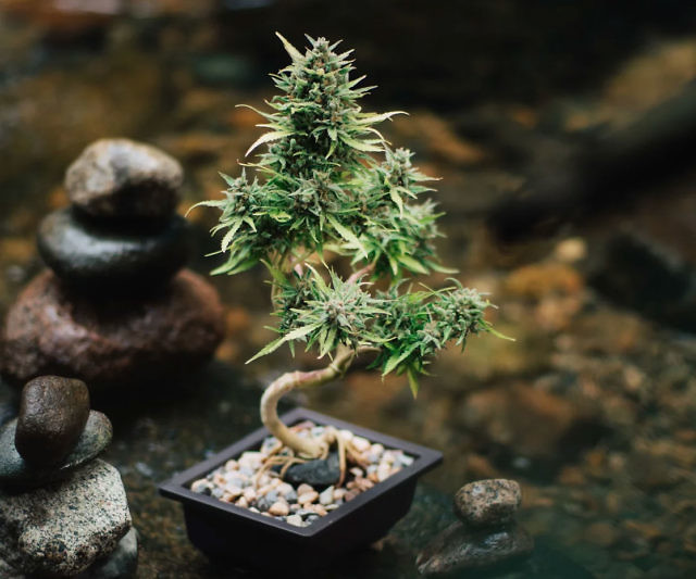 Cannabonsai: A Beginners Guide