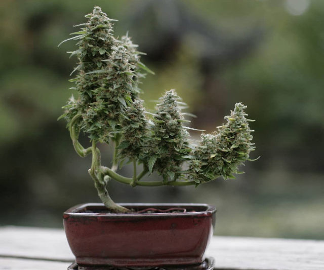 Cannabonsai: A Beginners Guide
