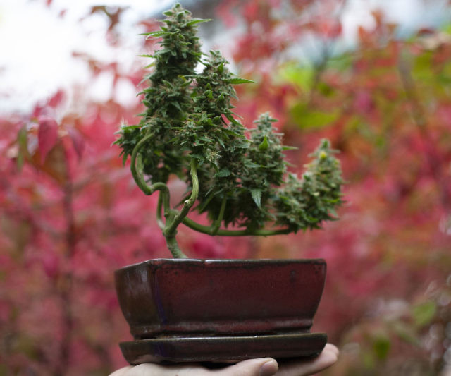 Cannabonsai: A Beginners Guide