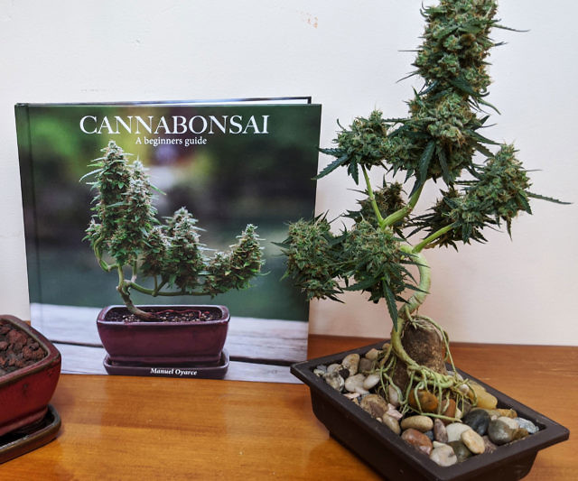 Cannabonsai: A Beginners Guide