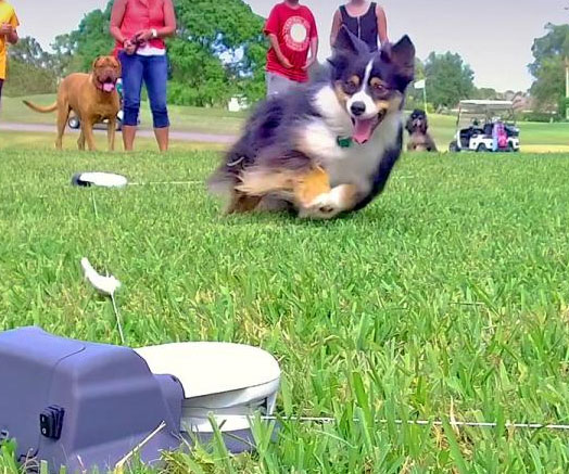 Capture The Flag For Dogs