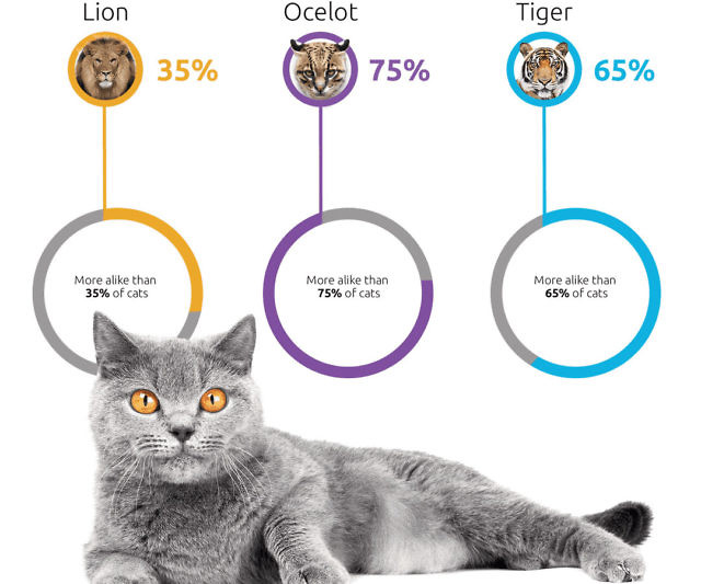 Cat DNA Test