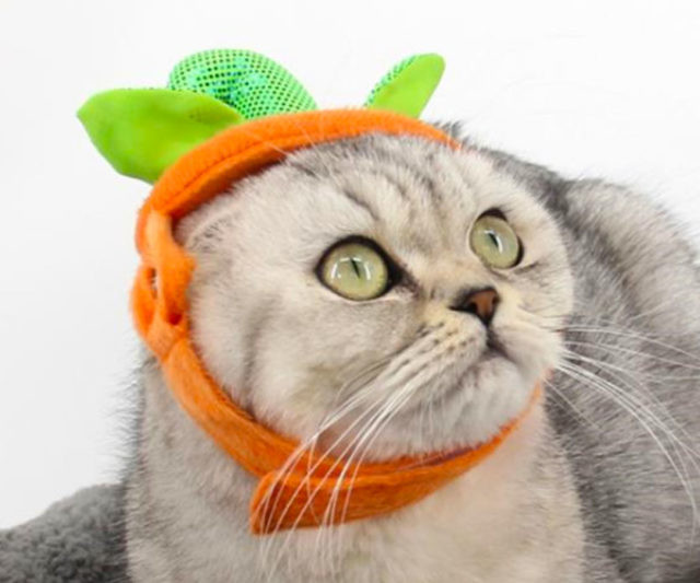 Cat Pumpkin Hat